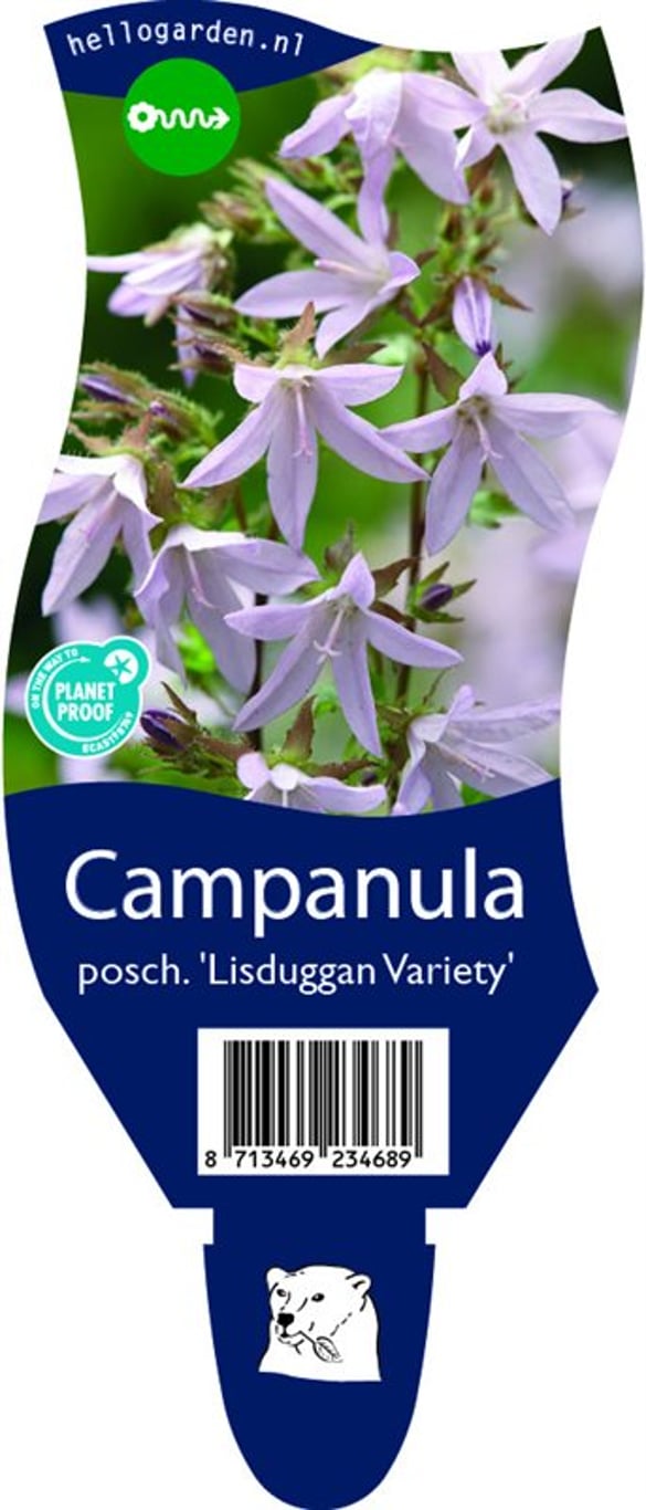 Campanula posch. 'Lisduggan Var.' - P11